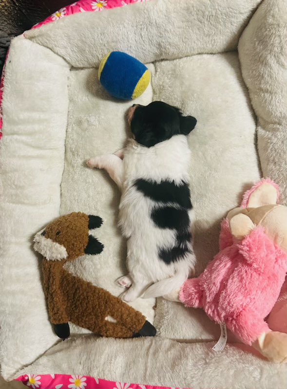 Little Robin decided to take his toys and go to bed. 🧸♥️🐾
.
.
#lovebugsrescue #instadog #dogstagram #spaniel #dog #adopt #orangecounty #california #2024 #rescued #petstagram #weekend #sundayfunday