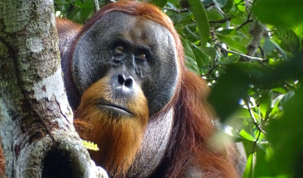 Orangutan seen using medicinal plant to treat wound in first for wild animals

An orangutan has been observed using a plant with healing properties to treat a wound on its face, in what scientists say is a first for wild animals. Biologists witnessed the male Sumatran orangutan -…