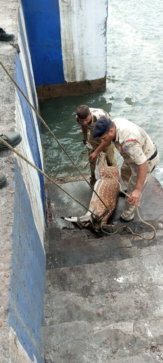paradipport's tweet photo. An injured spotted deer which has inadvertently ventured into port prohibited area was rescued by #CISF personnel of @paradipport near PPL Berth and handed over to #forestrange Kujanga. https://t.co/Ubqp7kYPRP