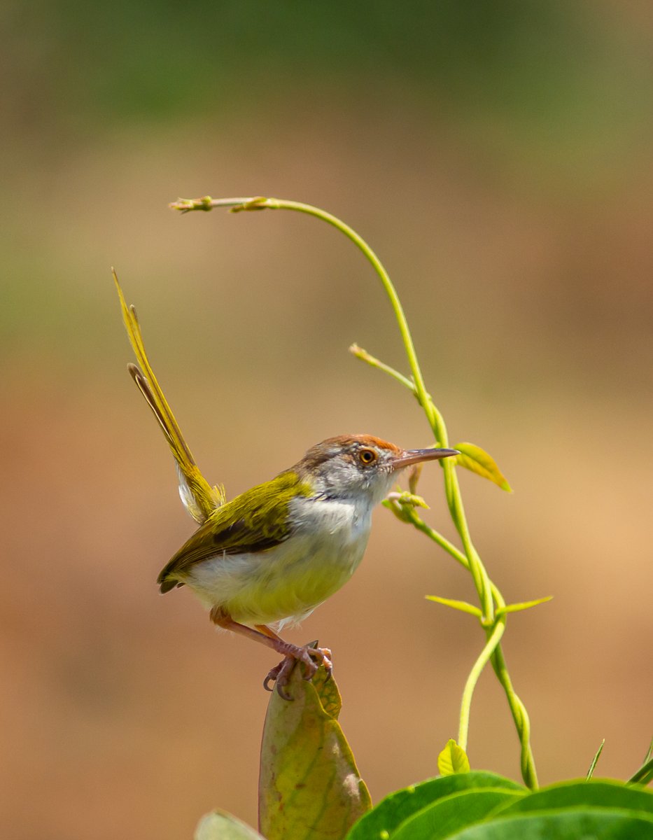 Hello! Morning from the Wild...😍🥰

#IndiAves #BirdsSeenIn2024 #birdwatching #birds #ColorFull #SummerVibes #wildlifephotography #NatureBeauty

@ParveenKaswan
@ErikSolheim
@KatanaHugo
@IndiAves
@Canon_India
@NatGeoIndia
@KarnatakaWorld
@Natures_Voice
@moment
@NatGeo