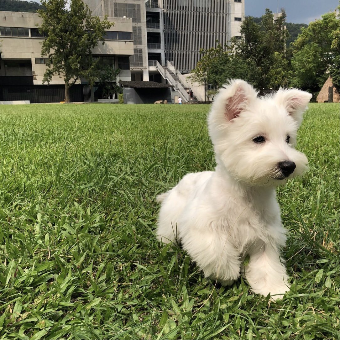 강아띠 오늘은 어디가시지