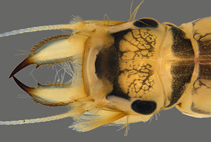 Zootaxa's tweet photo. The nymph of Tortopsis canum Gonçalves, Da-Silva & Nessimian (#Ephemeroptera: Polymitarcyidae)
https://t.co/LL01qF3xbX
#Taxonomy #stoneflies https://t.co/PHwRgt00se