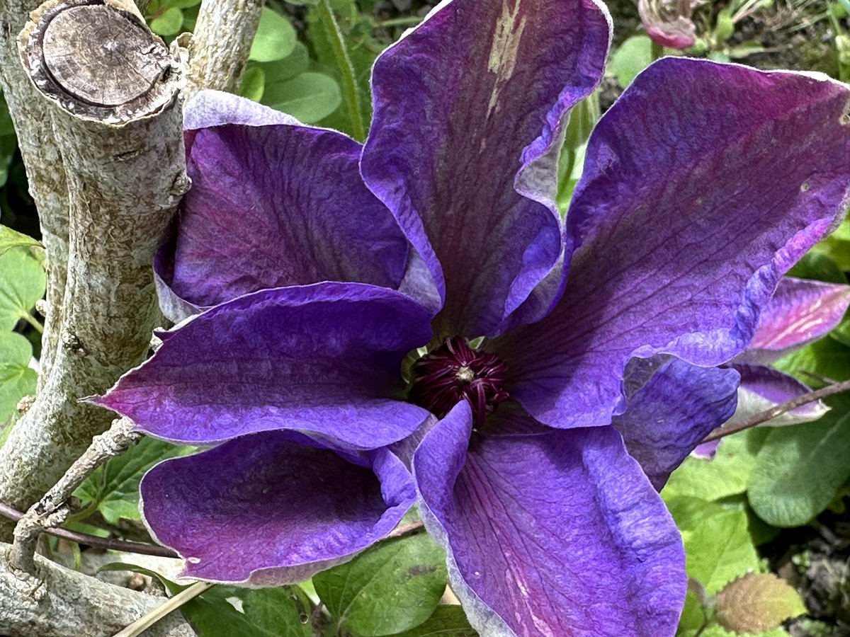 Good Bank Holiday Monday morning everyone. Yesterday started nice but was chilly by time I got to my BBQ. Nice setting though. One of my little 3 for 2 clematis from Sainsbury’s last year in bloom. Today looks a wet one so I wont get much gardening done 😔 enjoy your day