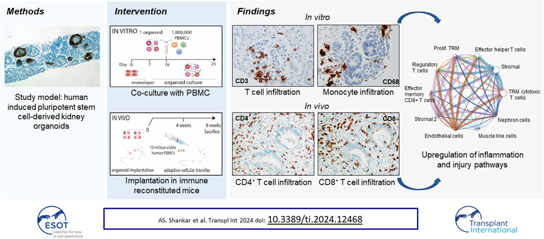 Interactions of the #Immune system with human #kidney #organoids rb.gy/86vqnr