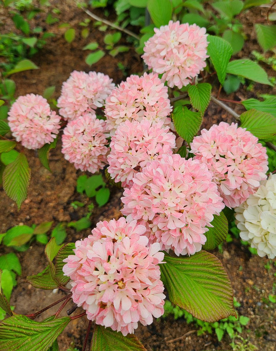 사막여우 tweet media