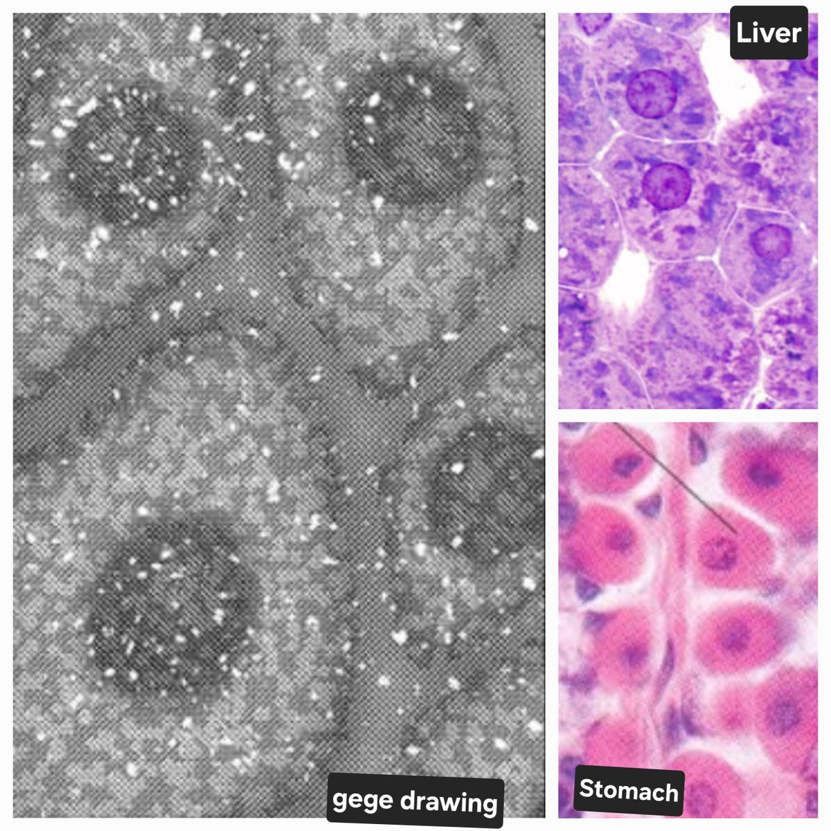 Liver? Stomach? These cells from chapter 258 require a review of histology hehe
Without going deeper, they look like liver cells (hepatocytes) 😅

#jjk258 #JujutsuKaisen