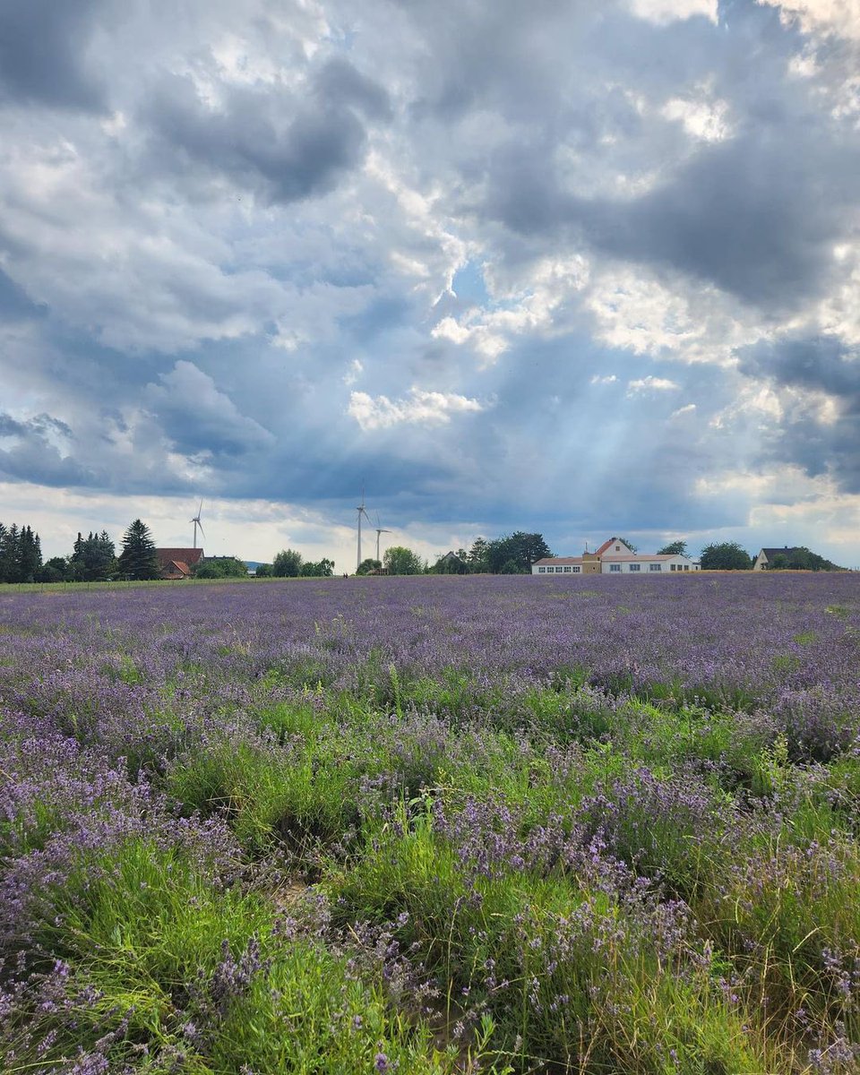 lavender field is one of the memorable places visited while in germany, he must have taken lots of photos there🪻