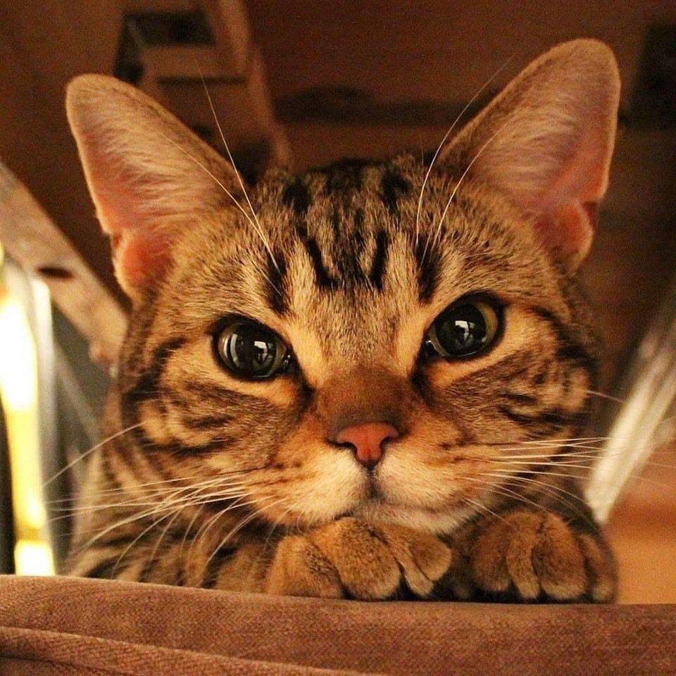 Bonjour à tous 👋 je vous souhaite un bon début de semaine , du courage en ce lundi, prenez-soins de vous 🫶😊😻 #MondayMotivation #CatsOfTwitter #CatsOfX