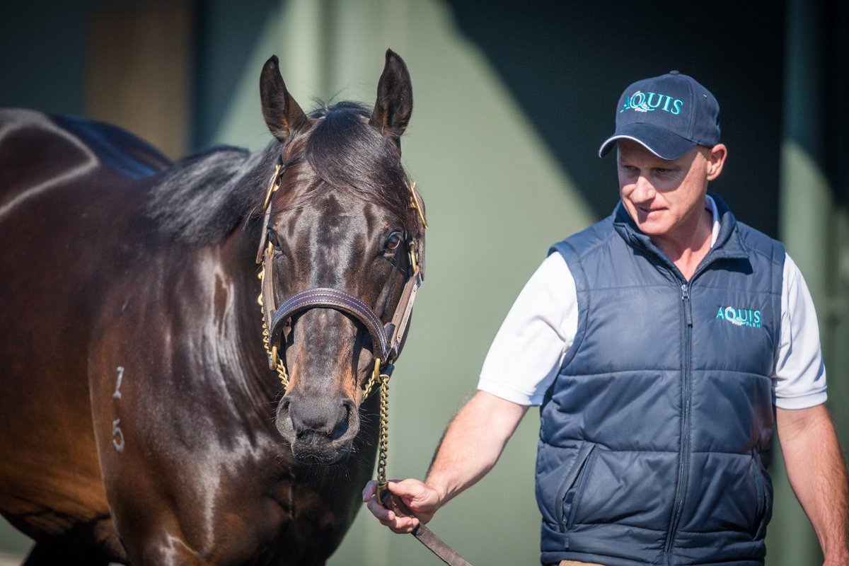 ‼️The FIRST Jonker foal sells to renowned judges @LimeCountryAU @inglis_sales for $60,000!! The filly was beautifully presented by Willaroon Thoroughbreds. Congratulations to all and we wish you every success with the filly! #AquisStallions
