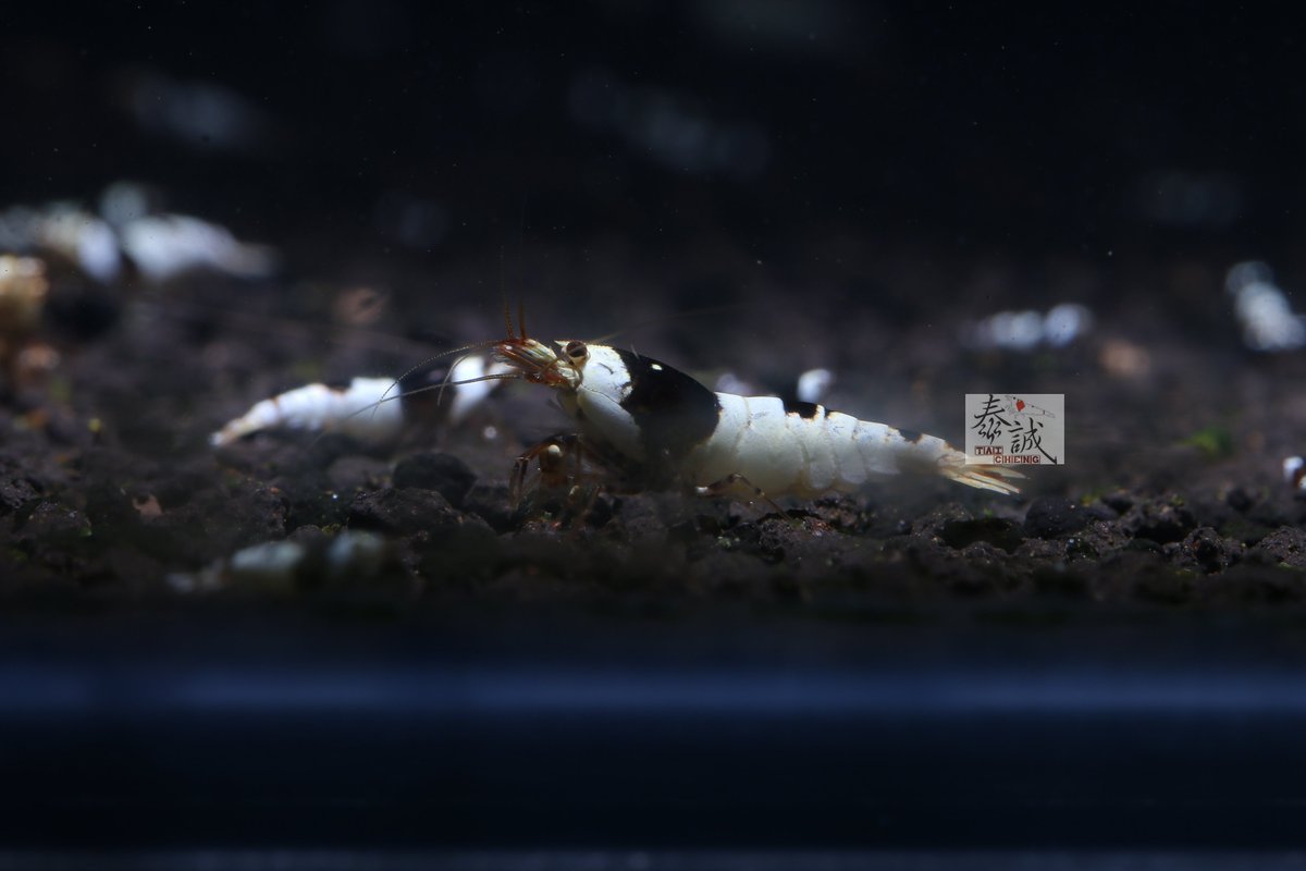 PBL !
For sale...... Welcome to inquire!

#Taicheng #Deadshrimppowder
#Deadshrimpfood #shrimp #garnelen #aquascapingworld #aquarium #plants #akvaryumhobisi #freshwaterfish #nanoaquarium #akvaryumhobisi #moss #bucephalandra #hightechaquarium #aquascapinglove #aquariumplants