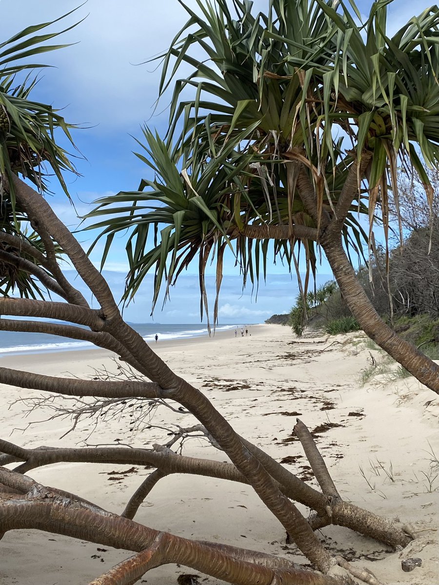 Yesterday’s walk: Views through a pandanus palm leaning into the sand. Also known as coastal screwpine, some are a source of food while others provide raw material for clothing, basket weaving & shelter. Commonly found subtropical regions, of Asia, Africa, and Oceania.