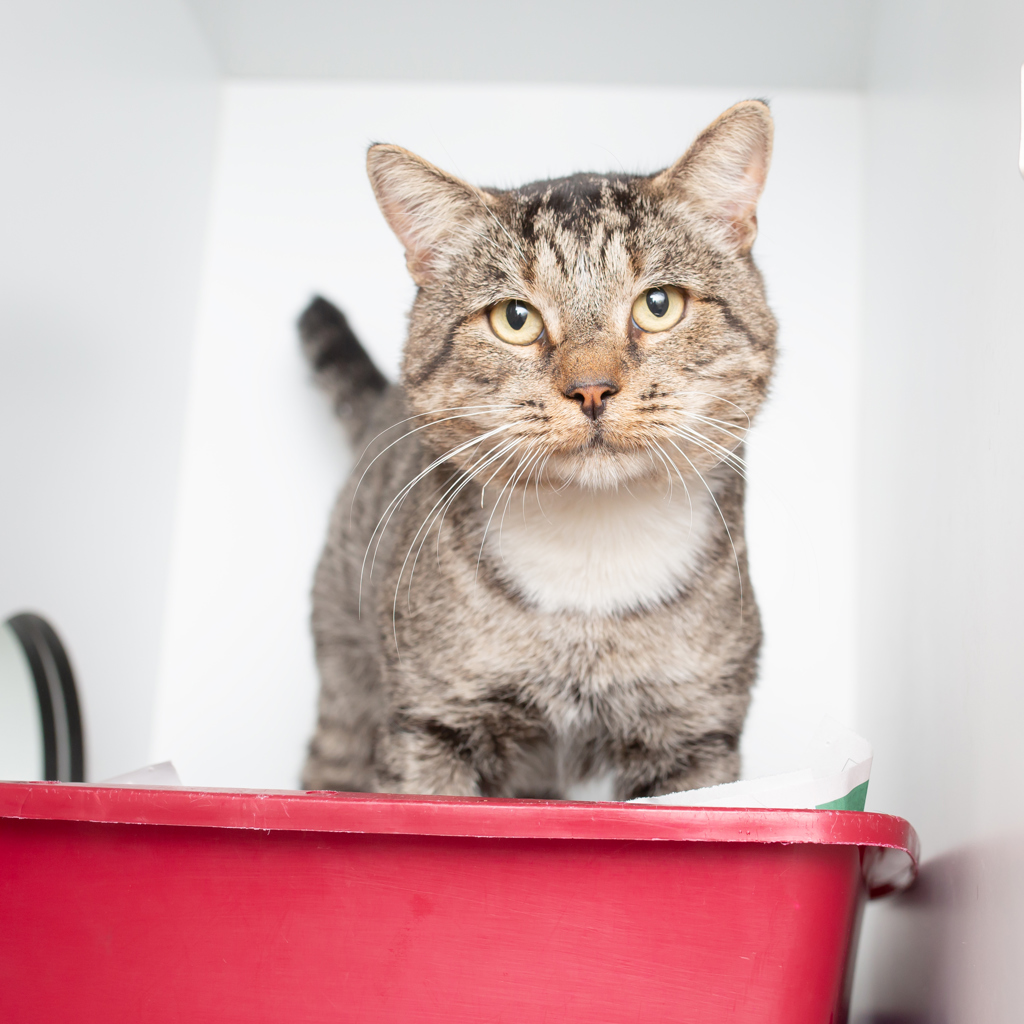 My name is Pinecone, and I may be seven years young, but let me assure you, I've got plenty of love and cuddles to share. I'm a big, handsome fella with a heart of gold! For more on Pinecone please visit - bit.ly/AWLQPinecone12…