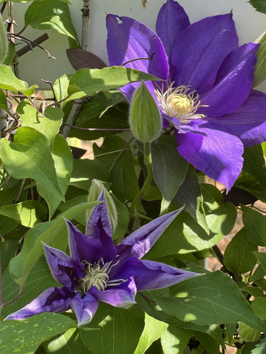 I almost forgot! The #Clematis are starting to open!