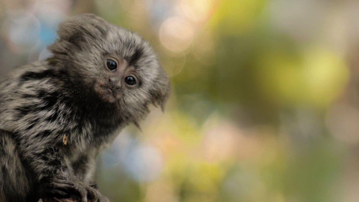“I was one of 7 baby #marmosets #primates. We were given #brain lesions and then we had to reach for objects we couldn't see. They took a photo of me trying to grasp. My image made it to the #research paper. Sadly I was killed. Please #HonourMeWithAName 
bit.ly/PleaseHonourMe…