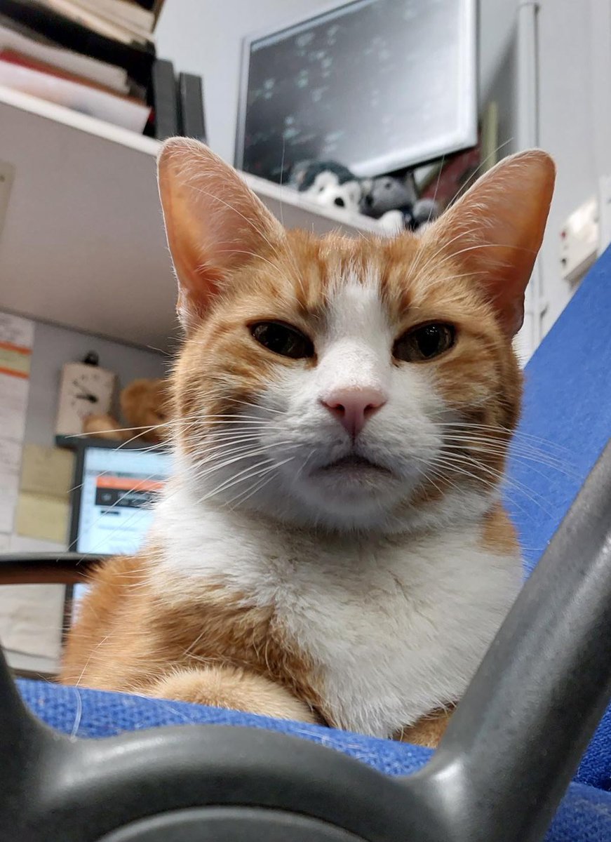 Good Morning & welcome to marvellous marmalade Monday What are you going to do this week? Look good and make an impression? Or do good and make a difference? #cats #cats #Cat #CatsOnTwitter #CatsOfTwitter