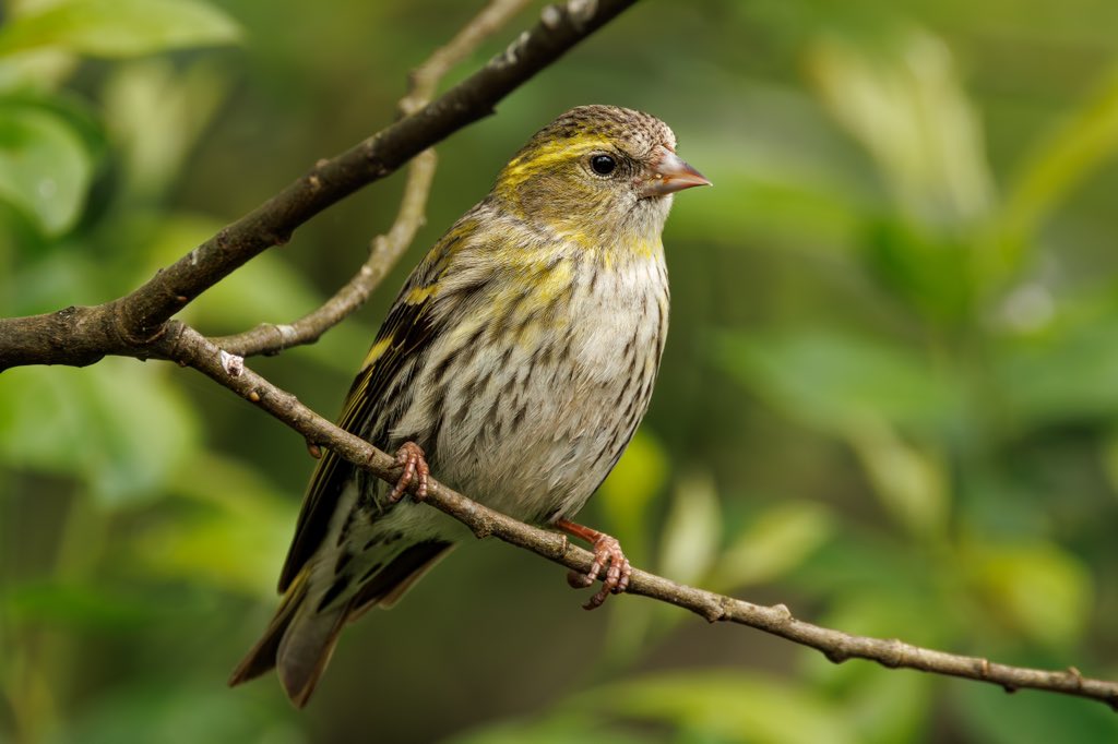 One of the Siskin that visits the garden daily.