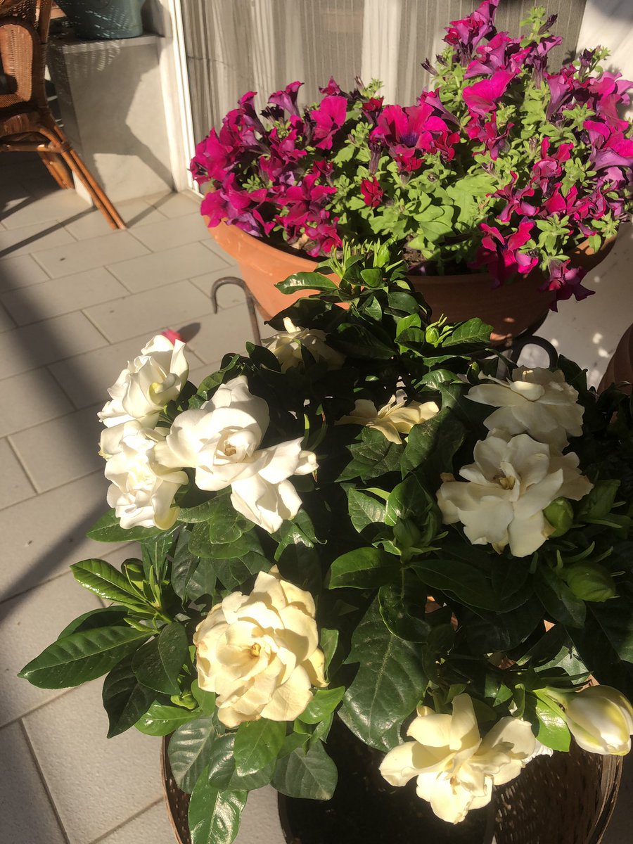 Κυρα Γιώργαινα ο Γιωργος σου που παει, για που το βαλε και που το ξενυχτάει..😀😃Χρόνια πολλά στους Γιώργηδες και στις Γεωργίες🌹❤️🌺Καλημέρα!!!!