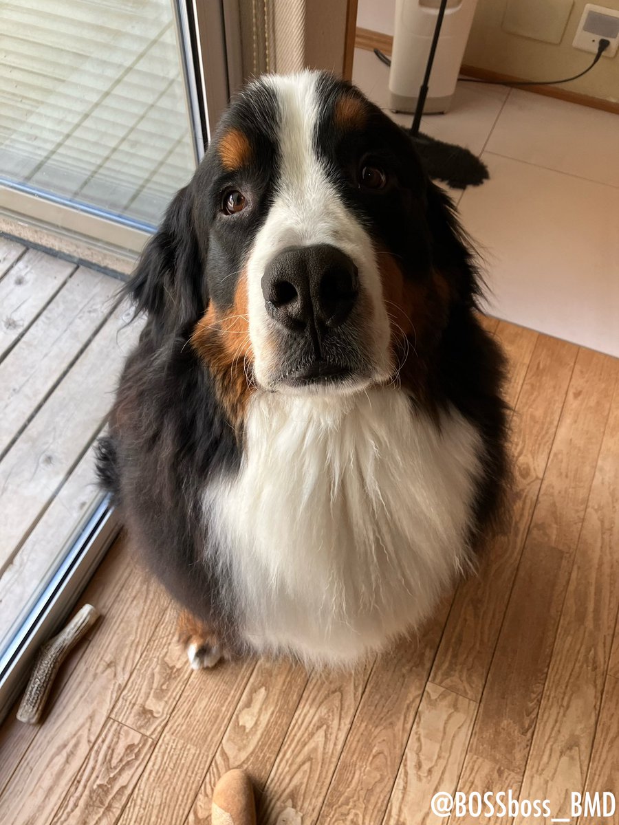 バブみある🐶

#バーニーズマウンテンドッグ 
#BerneseMountainDog