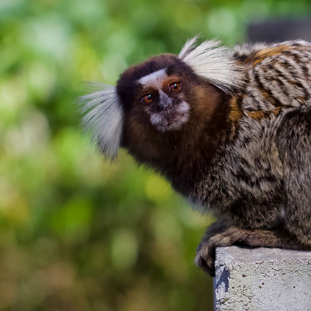 'I am still here in the #lab! I am a 9 y.o. #marmoset used in Protocol 26537. My friends have died in here and they were over 20 years old. Please remember me and honour me with a name' 

Read more stories: bit.ly/PleaseHonourMe…

 #HonourMeWithAName #BanPrimateExperiments