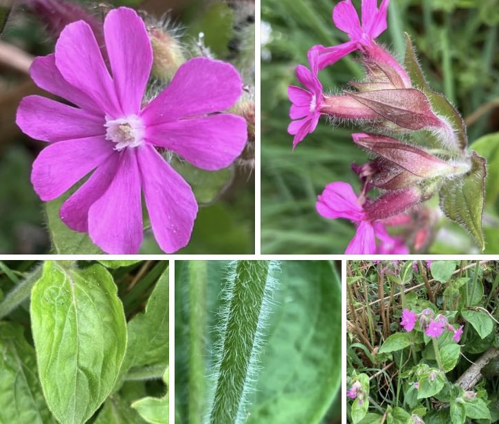 Red campion. Silence dioica. Hairy leaves in opposite pairs. Lower leaves stalked, upper leaves either stalkless or with short stalk. Calyx tube hairy, 10-15mm long, 5 styles. Pink flowers with 5 divided petals fused at their bases to form a tube.