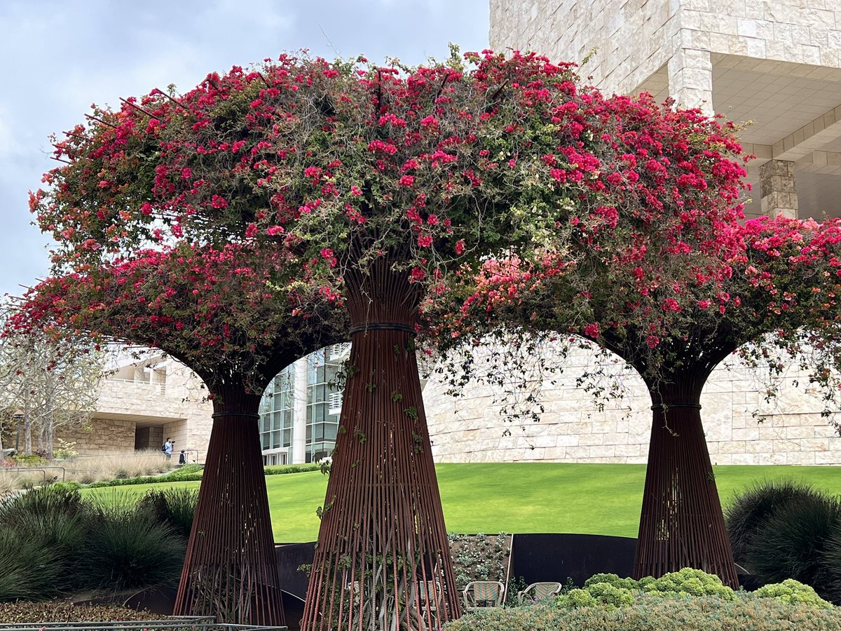 Had amazing time browsing the incredible art and garden at The Getty. Loved the Van Gogh and Monets.🖼️🎨

#thegetty #ipw2024 #artmuseum #lamuseum @TheGetty @VisitCalifornia 
@discoverLA