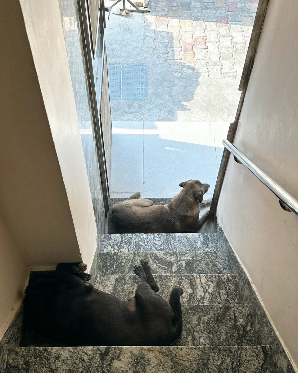 two too-heat-harassed dogs finding shade… because the staircase is more than just a fire exit
