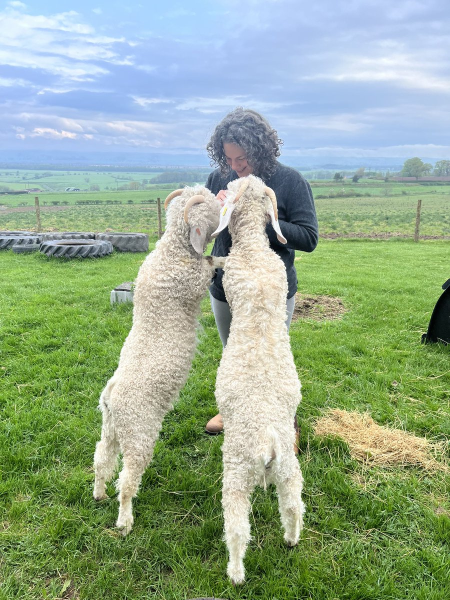 It’s just as well Christa loves goats

But even if you don’t… Blair and Basil have persuasive traits 😂

#arnbegfarmstayscotland #angoragoats