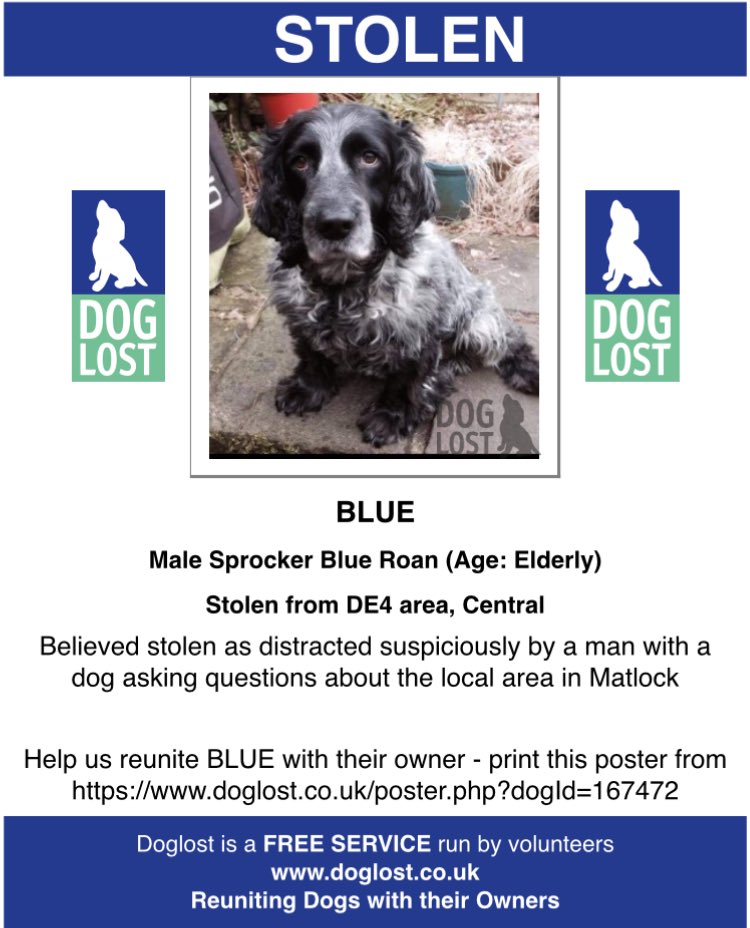 @MissingPetsGB @PetTheftUK BLUE Male Sprocker Blue Roan (Age: Elderly) Stolen from #Derby DE4 area on 14.06.21 Believed stolen as distracted suspiciously by a man with a dog asking questions about the local area in #Matlock Call @DerbysPolice on 101 doglost.co.uk/dog-blog.php?d… #PetTheftReform #PetAbduction