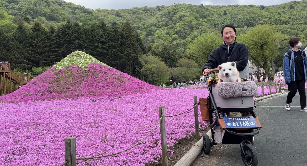 富士芝桜祭り、圧巻の光景に見惚れる柴犬あいたん、GW最終日にいい思い出ができました。
