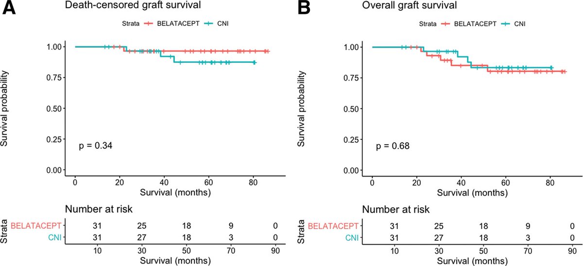 Use of Belatacept in recipients from uncontrolled or controlled donors after circulatory death resulted in a fair medium term renal function despite higher rates of cellular rejection. #OpenAccess #TransplantTwitter tinyurl.com/mryxnp8b