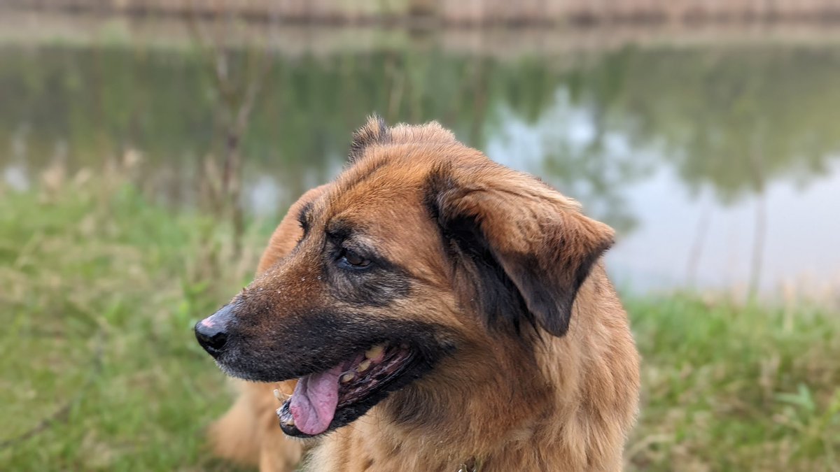 Hello! My name is Bella! I'm a beautiful, gentle soul looking for my retirement home! Despite my age, I still have a lot of spring in my step. I do have an autoimmune disorder that requires ongoing medication. adopt.adopets.com/pet/0cfc5a66-9…