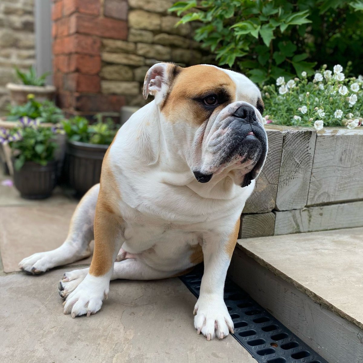 Happy #DoubleSunday everyone, I’m just waiting on the #Sun ☀️ hopefully it’ll be here soon hope you’re all having a great long weekend 🐶🐾❤️ Barney #BarneyTheBulldog #DogsOfTwitter #DogsOfX #DogsOfIG #DogsOfFacebook #Bulldog #EnglishBulldog #BankHoliday