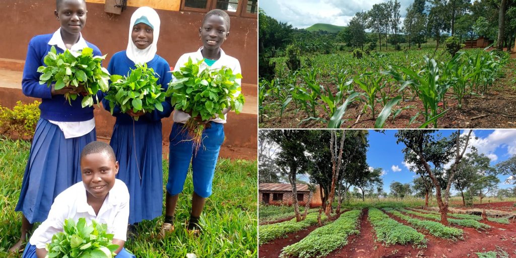 In Kigoma region, @WFP_Tanzania supported school gardens bring communities together, teach children how to grow food & provide them with good nutrition.