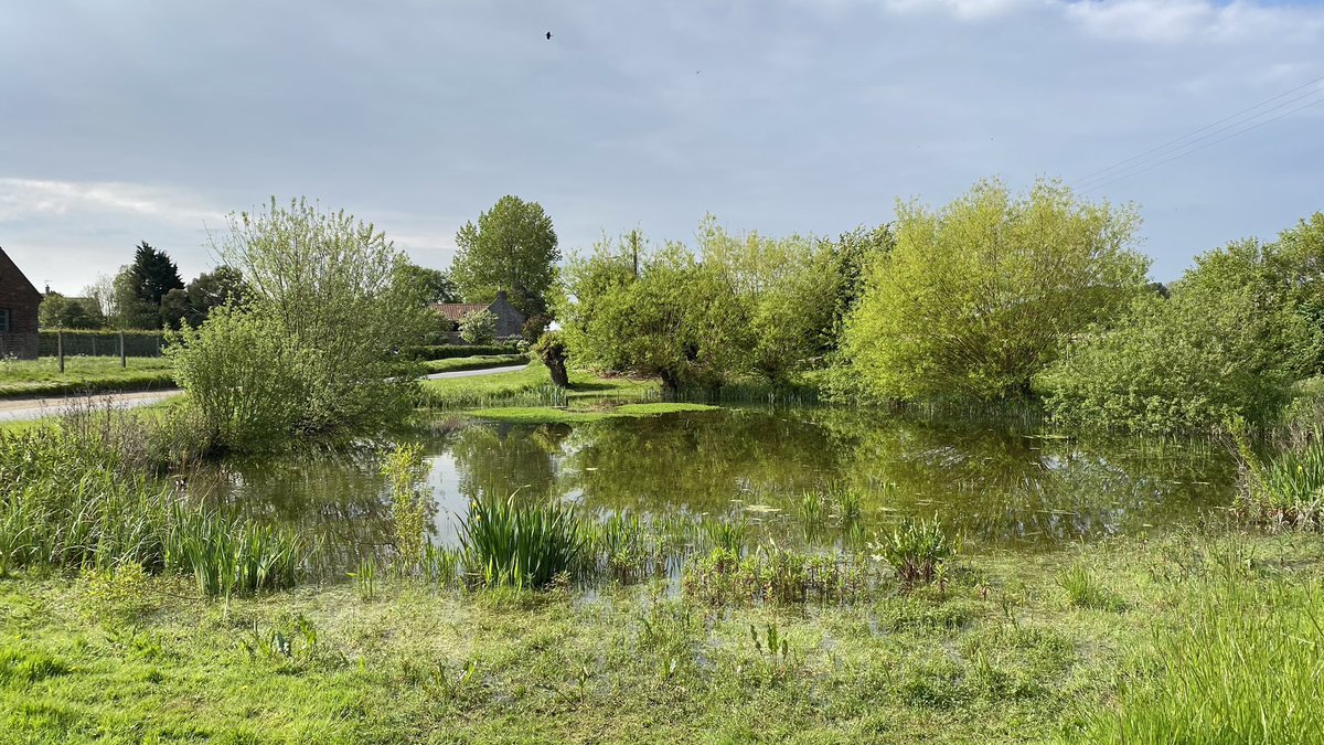 #Morston #Pond looking splendid on this fine #maybankholidaymonday #BankHoliday #BankHolidayMonday #Norfolk #northnorfolk #conservation #Sustainability #wildlife #nature #biodiversity #community