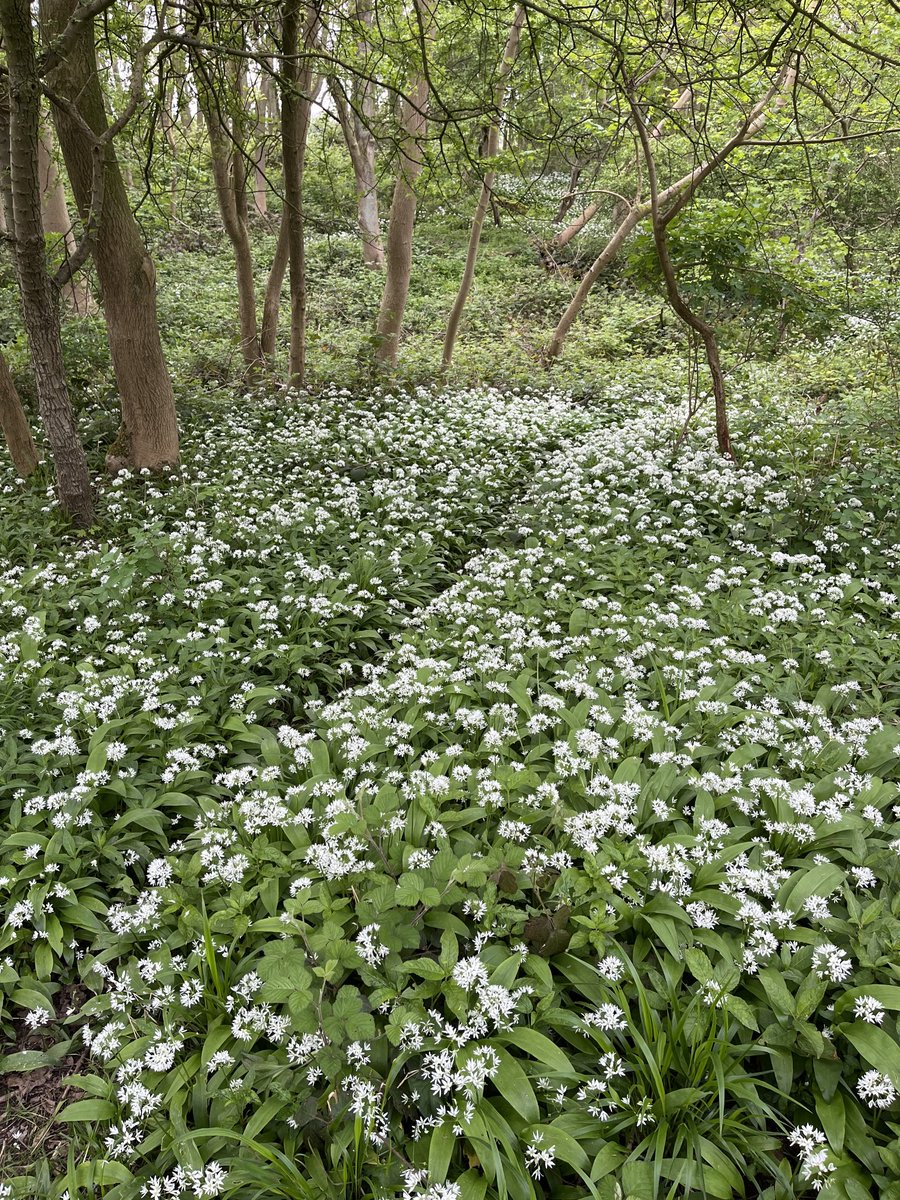 Carpets of #wild #garlic in the #wood . #wildflowers #walkingthedog