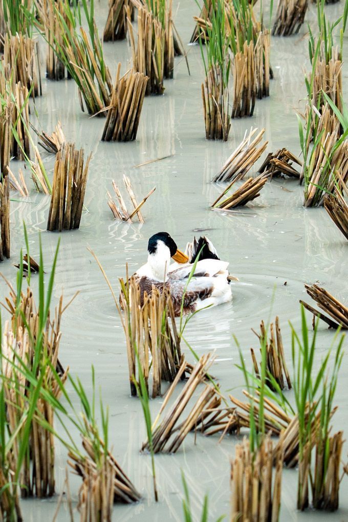 Quack! Check out this sweet duck spotted in Zhangjiajie 🦆

#Zhangjiajie #Hunan #HunanProvince #TravelInspiration #Photography #China #VisitZhangjiajie
