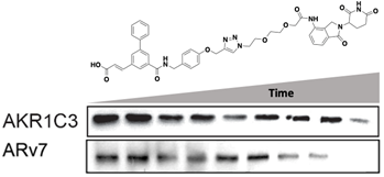 CommsChem's tweet image. An AKR1C3-ARv7 dual #PROTAC degrader
nature.com/articles/s4200…