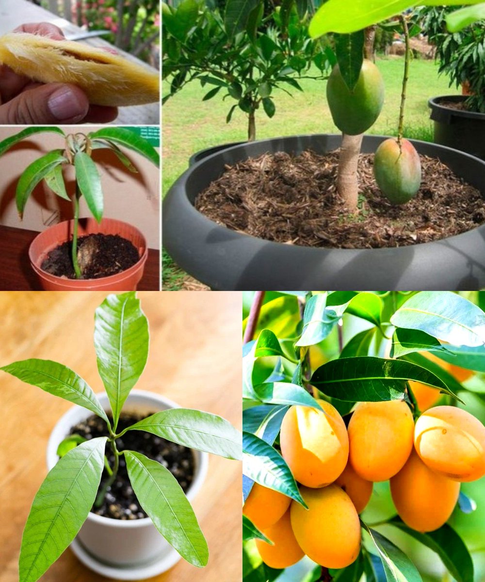 How to Grow Mango Seed in Pot 

1. Prepare the Mango Seed:
Wash a ripe mango thoroughly to remove the pulp. Extract the seed carefully without damaging the embryo.

2. Germination Technique:
Soak the seed in water for an hour to soften the seed coat.
Plant the seed in a…