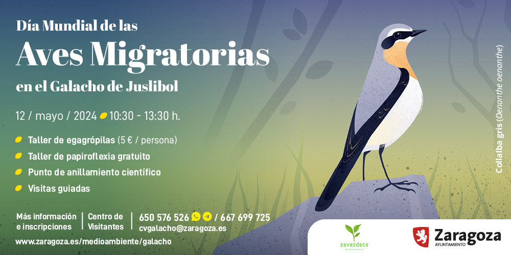 El próximo domingo 12 de mayo celebramos el Día mundial de las aves migratorias en el #GalachoDeJuslibol. Les damos la bienvenida con talleres especiales, visitas guiadas y un punto de anillamiento científico. ¡No te lo pierdas! Más info: zaragoza.es/medioambiente/…