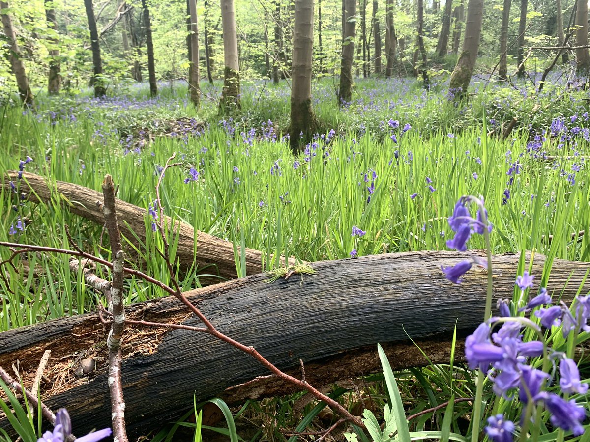 My simple life rocks. 😊

#nature #bluebellwoods #peace #nostalga #nanna