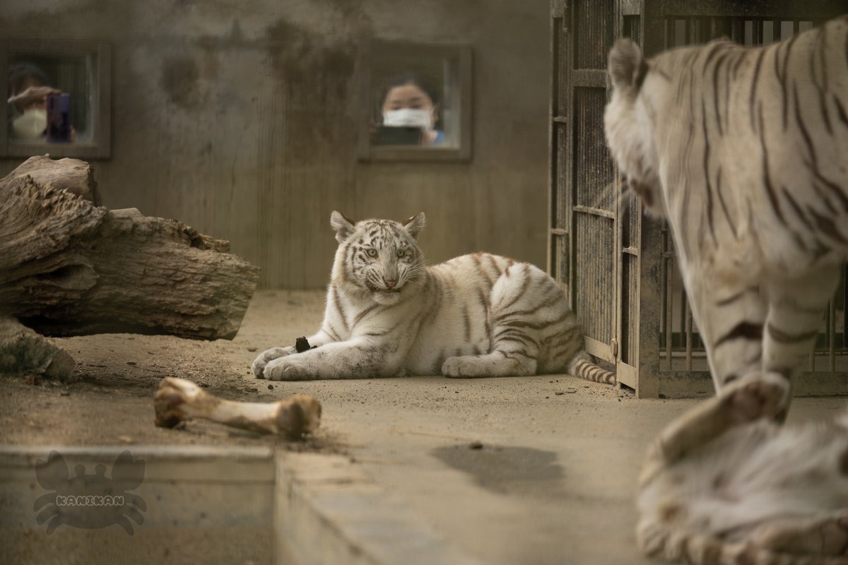 念願のホワイトタイガーの赤ちゃん見れた🐯🤍

 #ホワイトタイガー
 #宇都宮動物園
 #Z9