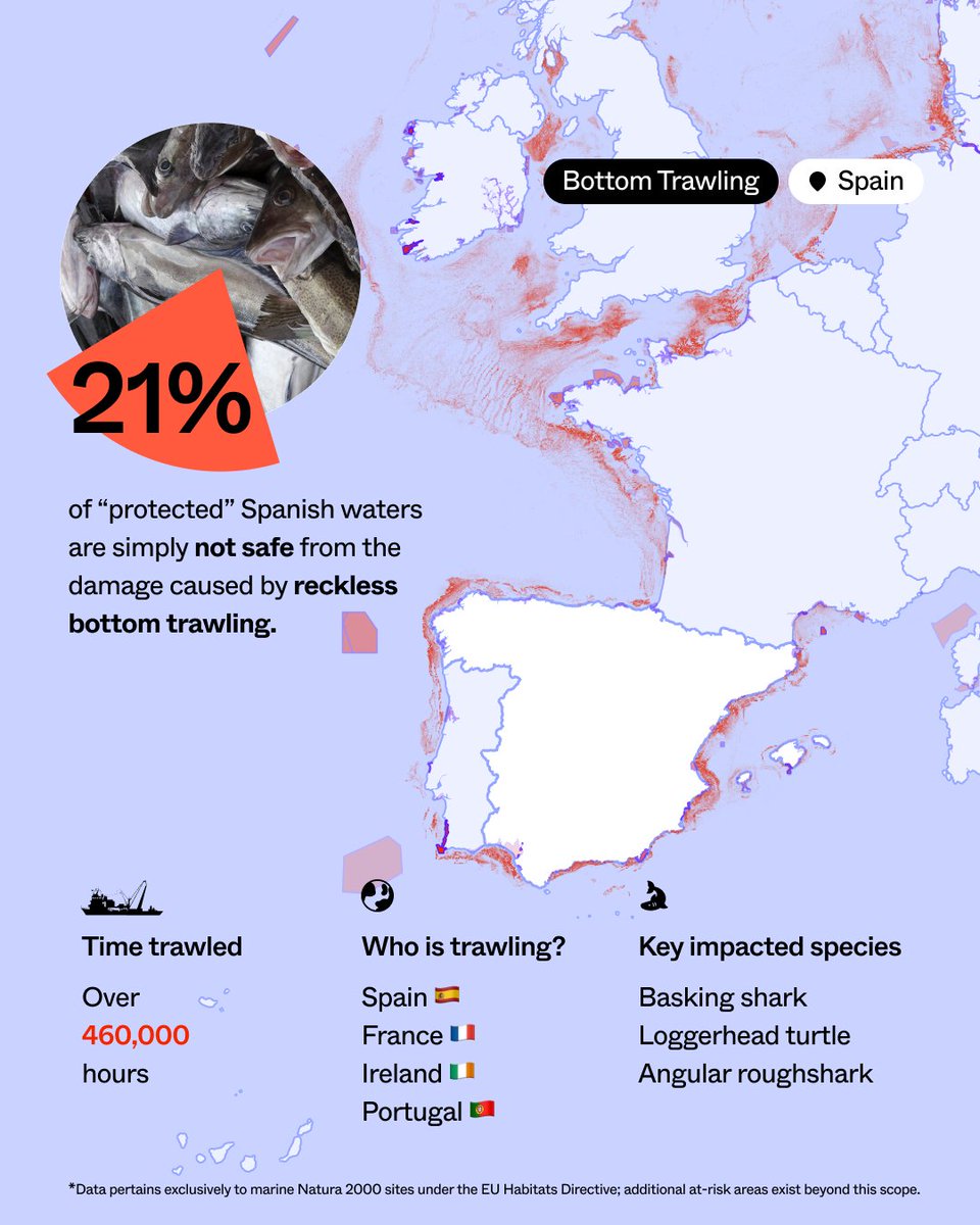 Bottom trawlers devastate marine protected areas in Spain as this destructive fishing method is allowed inside them. Nets as big as several football fields scrape away habitats and kill marine life. Discover more with our interactive map europe.oceana.org/our-campaigns/… #BanBottomTrawling
