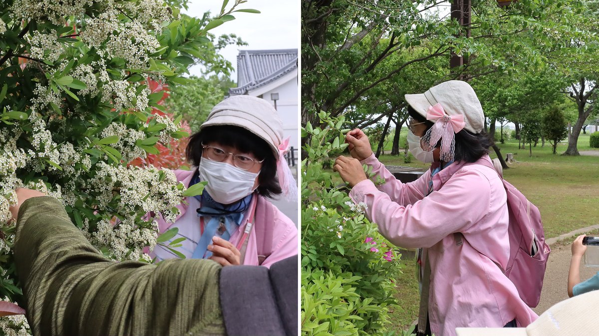 今日は午前中、#関宿城博物館 主催の
体験講座「河川敷の生きものさがし」の
先生をしてきたよ٩( ๑╹ ꇴ╹)۶🌿🐞

#わぴちゃん