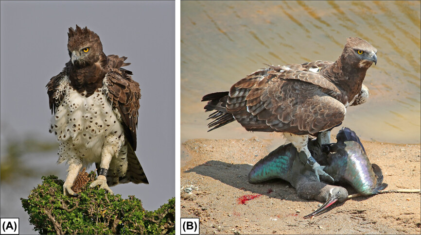 Africa's overlooked top predator: Towards a better understanding of martial eagle feeding ecology in the Maasai Mara, Kenya nsojournals.onlinelibrary.wiley.com/doi/10.1002/wl… #raptors #behaviour #kill_rate #biomass #machine_learning @NordicOikos @WileyEcolEvol