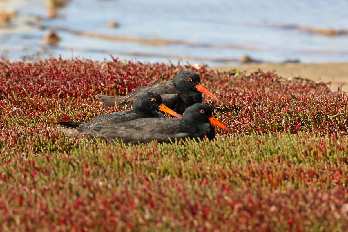 Sooty oystercatchers resting in the samphire yesterday.
Port Clinton, Yorke Peninsula.