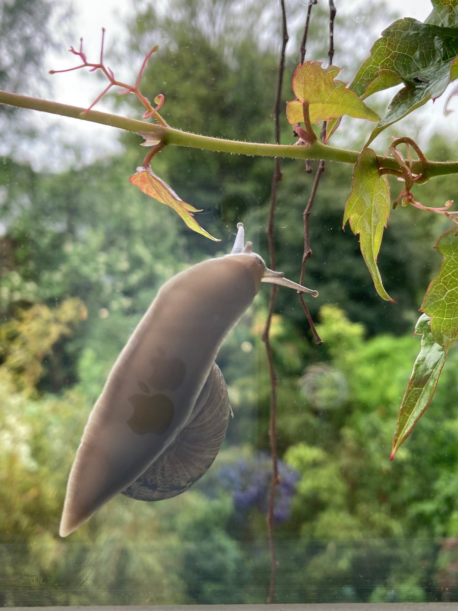 Seriously? This is a first floor window! My thoughts are with all #vegetable #growers. How do you deal with the legions of #slugs and #snails? Do #chicken and #ducks deal with the housed ones too?
