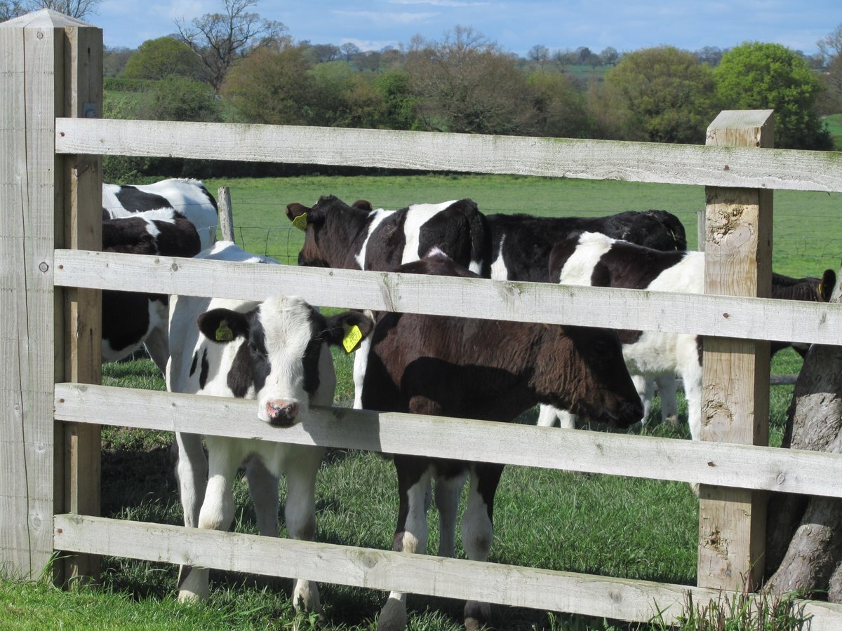 Only treat youngstock for worms when necessary during the grazing season rather than relying on frequent doses of wormer at set times throughout. Testing may indicate no need to treat - saving effort and money. #testdontguess