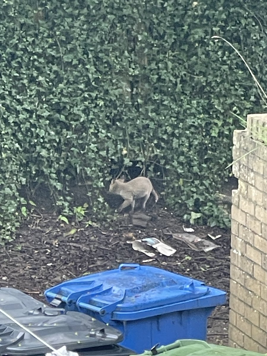 #squirrelscrolling Only this little chap today but in the background the smallest baby fox I have ever seen. Some cats are bigger than it.