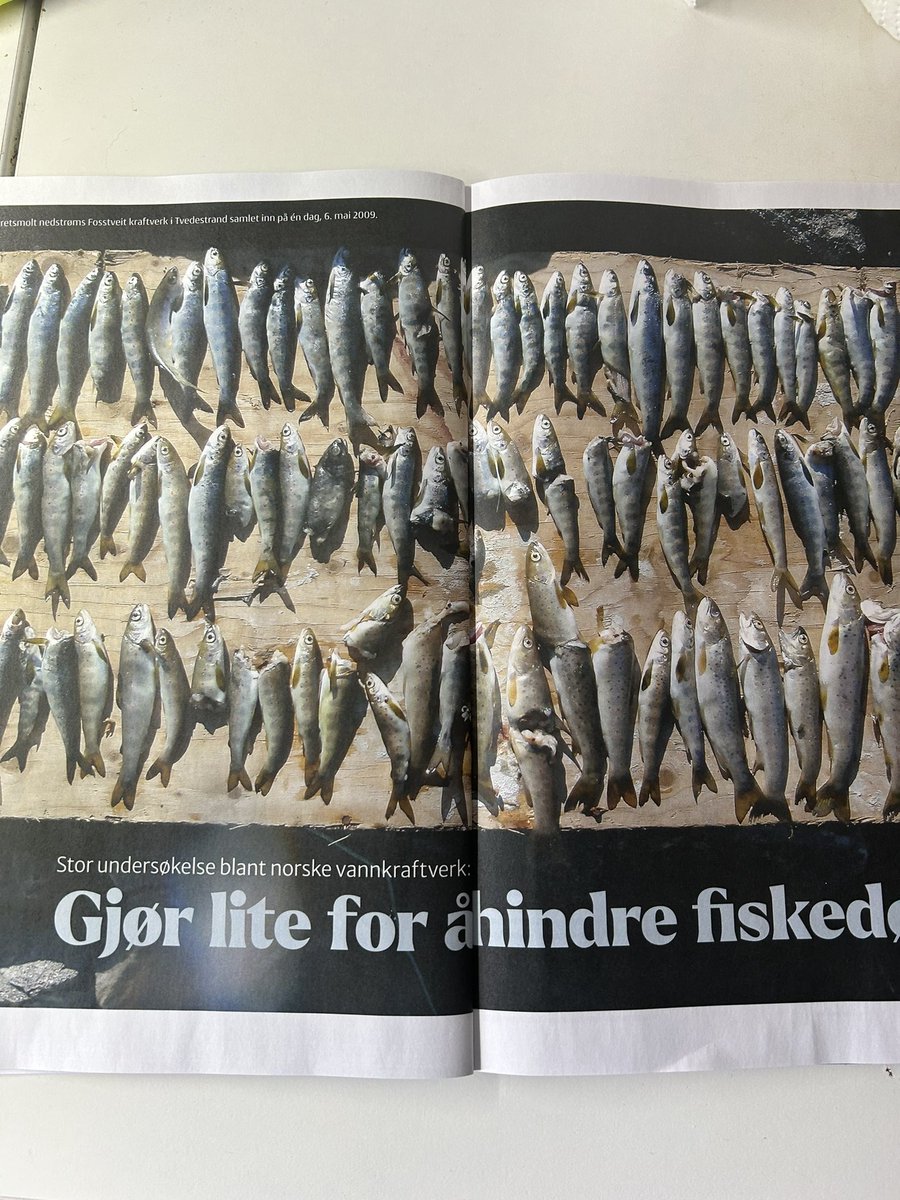 Endelig tar noen opp skadene vannkraftverk gjør på
Livet i elva. Bare 1 av 3 har utstyr for å forhindre skade på fisk, og under en av fem (!) anlegg har undersøkt om fiks blir skadet. Takk til @Naturvern  som må gjøre @nve sin jobb.