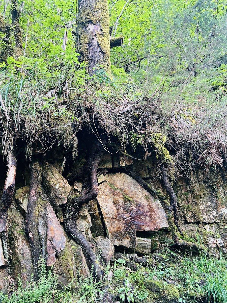 Aquí puede verse como las raíces del eucalipto destrozan las rocas. En As Fragas do Eume.